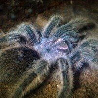 Grammostola rosea