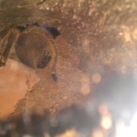 G. rosea in her hide