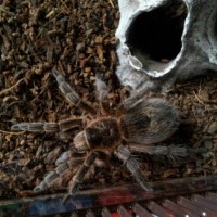 my Grammostola rosea