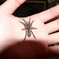 tarantula ID