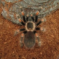 B.auratum