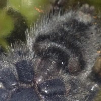 A. Avicularia. 2 inches