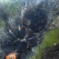 A. Avicularia. 2 inches.