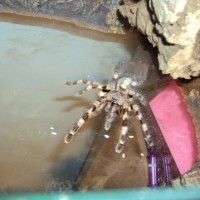 poecilotheria what? formosa or miranda ?