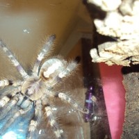 poecilotheria what? formosa or miranda ?