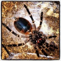 Molting G. pulchripes