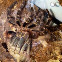 G. pulchripes molt