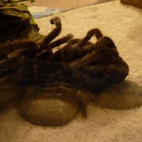 Verona Molting