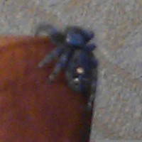 Jumping spider