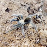 Aphonopelma n. sp. (Paloma type dwarf) Male