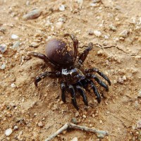 Ummidia sp. Black Trapdoor spider