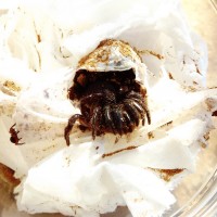 Ummidia sp. Black Trapdoor Spider