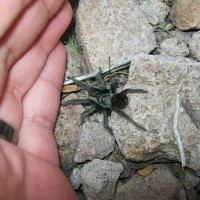 Aphonopelma sp. (Dwarf species) Male