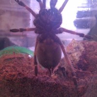 B. Smithi male or female