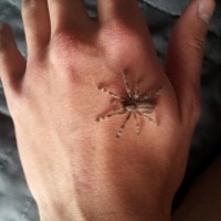 handling my Poecilotheria regalis