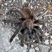 Coba Tarantula