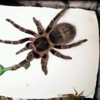 Grammostola pulchripes