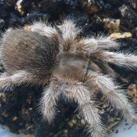 Grammostola Sp North