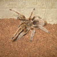 G. rosea