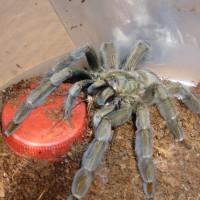 Psalmopoeus cambridgei eating