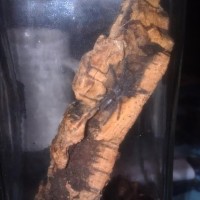 My Tarantulas