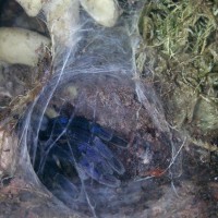 Haplopelma Peeping out its burrow...