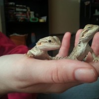 cayman and gibby