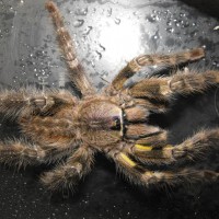 P. Regalis?