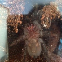 Brachypelma albopilosum- Boy or girl?