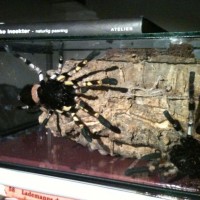 my.p.regalis couple