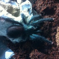 one of my.avicularia avicularia