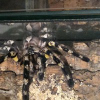 p.regalis. female