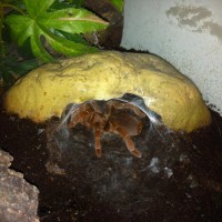 My.. king baboon spider (Pelinobius muticus)