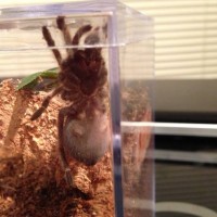 B. smithi 2.5 DLS