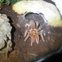 my..king baboon..Pelinobius muticus