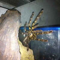 Poecilotheria.Rufilata