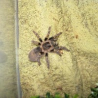 one of my....grammostola pulchripes