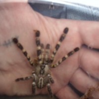 tarantula collection 2 001