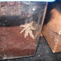 one of my..Heteroscodra maculata