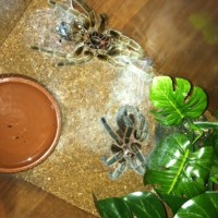 Ariel molted!