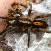 Trichopelma sp. Columbia