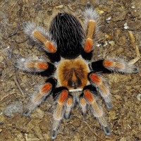 Brachypelma boehmei