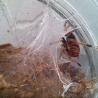 GBB Sling in Web