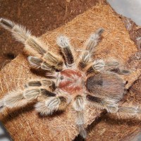 G.Rosea Oliver(MM)