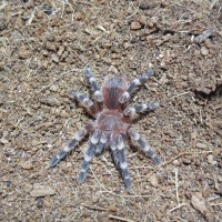 A.Geniculata -  Magnus