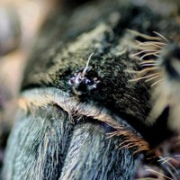 Brachypelma albopilosum