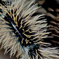 Brachypelma albopilosum