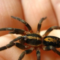 Trichopelma sp. Columbia