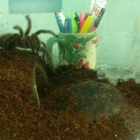 Shelob