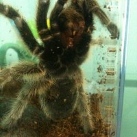 Shelob